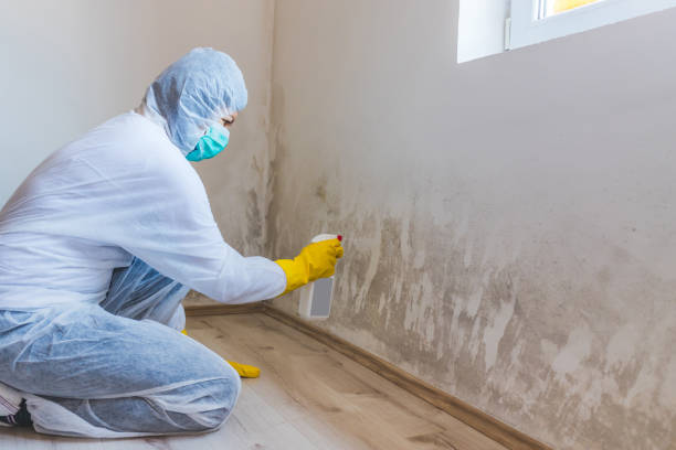Licensed Black Mold Removal service in Jamestown, KY - WQB Mold Removal