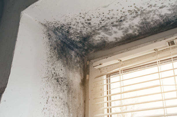 Affordable Black Mold Removal solutions in Jamestown, KY